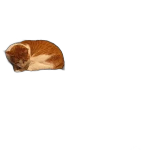animal, hat, staff, furniture transparent PNG cut-out