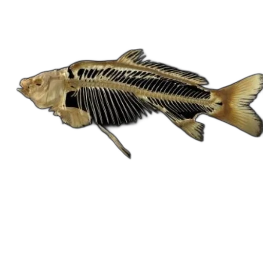 animal, creature, staff, weapon transparent PNG cut-out