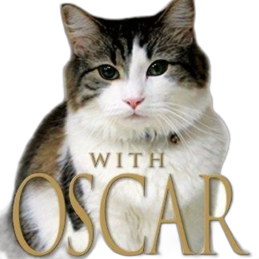 photorealistic, cat, text, oscar transparent PNG cut-out