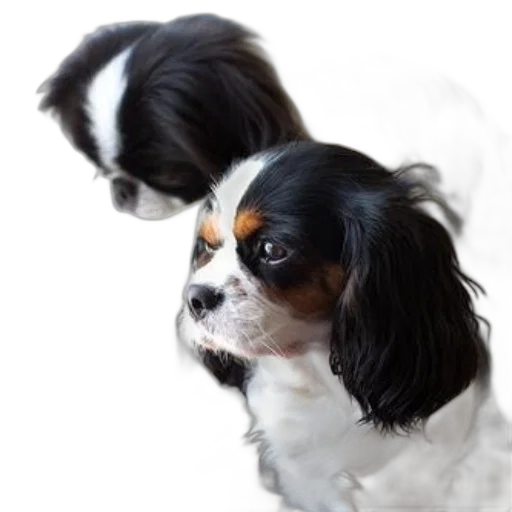 animal, face, creature, hair transparent PNG cut-out