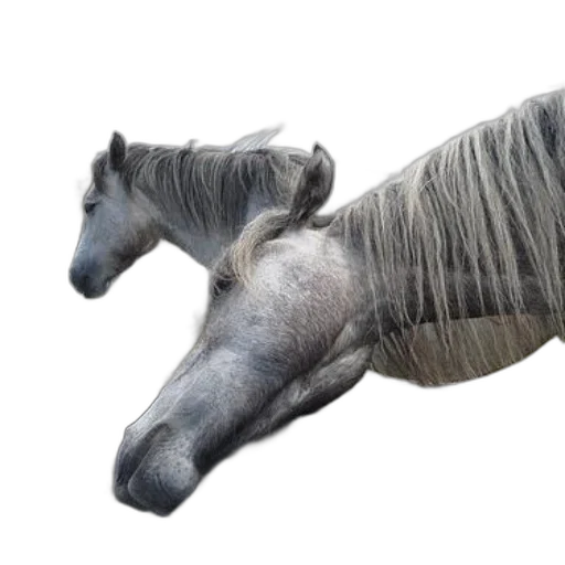 animal, hair, creature, crown transparent PNG cut-out