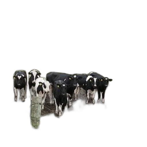 animal, jewelry, group, black transparent PNG cut-out