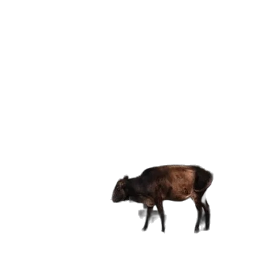 animal, creature, food, weapon transparent PNG cut-out