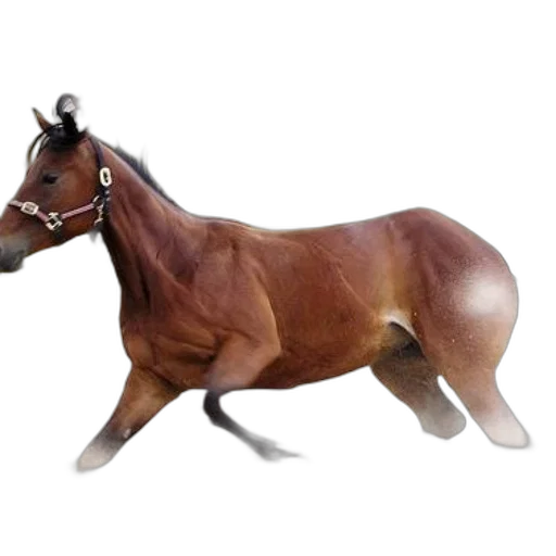 animal, creature, jewelry, furniture transparent PNG cut-out