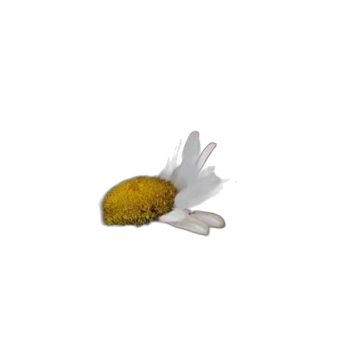 flower, hat, food, hair transparent PNG cut-out