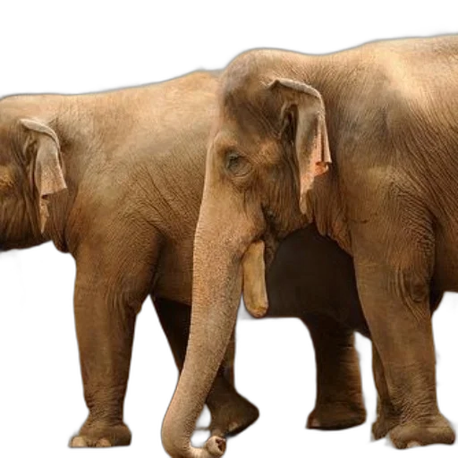animal, photorealistic, 3d render, concept art transparent PNG cut-out