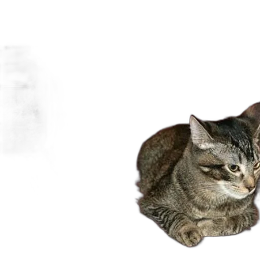 animal, creature, staff, face transparent PNG cut-out