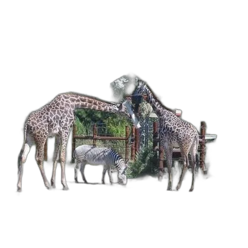 animal, furniture, jewelry, concept art transparent PNG cut-out