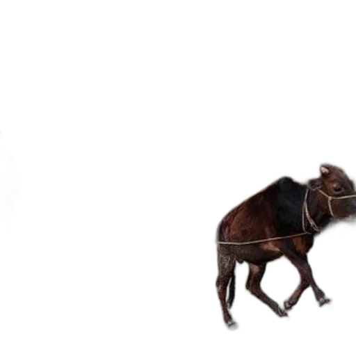animal, creature, car, furniture transparent PNG cut-out