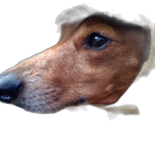 face, hat, animal, mask transparent PNG cut-out