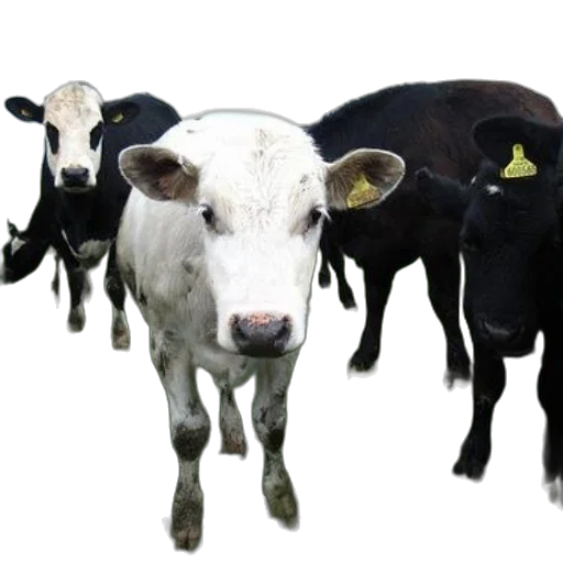 animal, mask, food, photorealistic transparent PNG cut-out