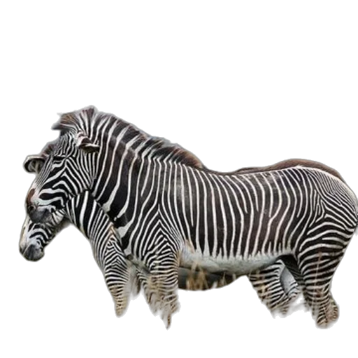 animal, creature, jewelry, furniture transparent PNG cut-out