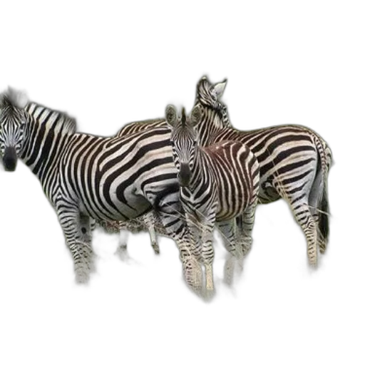 animal, creature, jewelry, furniture transparent PNG cut-out