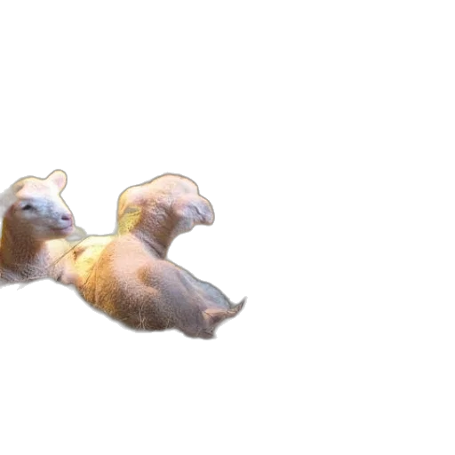 animal, creature, dragon, hair transparent PNG cut-out