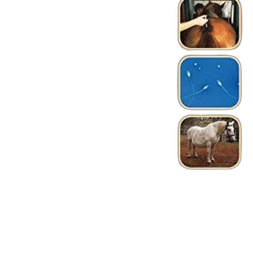 cover, equine, reproduction, stud transparent PNG cut-out
