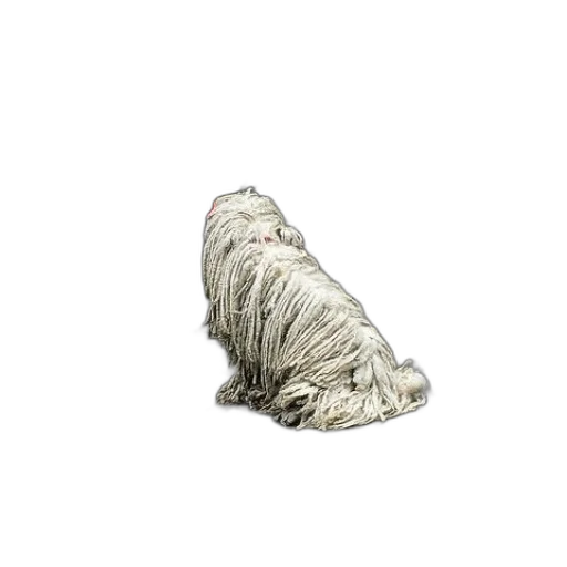 hair, animal, shoes, creature transparent PNG cut-out
