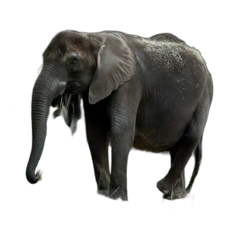 animal, creature, staff, weapon transparent PNG cut-out