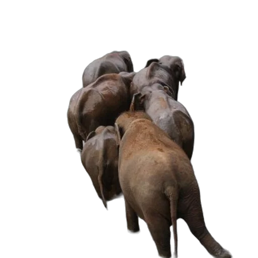animal, staff, creature, 3d render transparent PNG cut-out