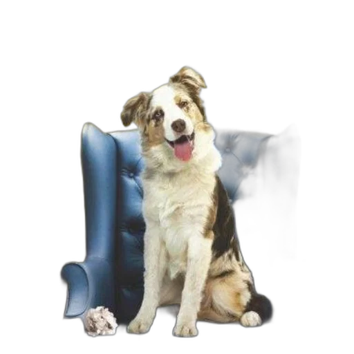 animal, staff, furniture, creature transparent PNG cut-out