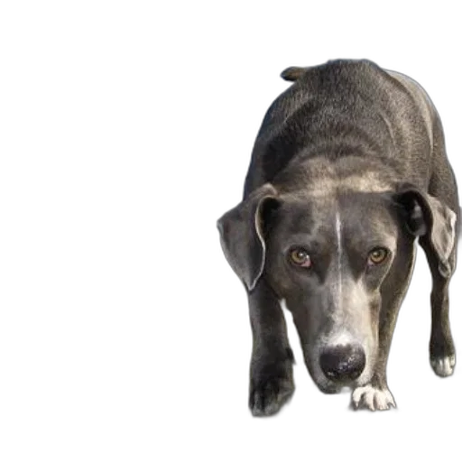 animal, staff, creature, face transparent PNG cut-out