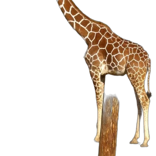 animal, staff, creature, weapon transparent PNG cut-out