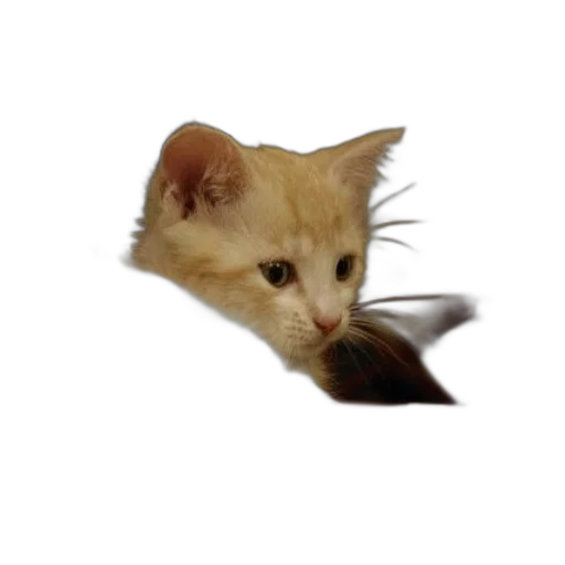 animal, creature, staff, weapon transparent PNG cut-out