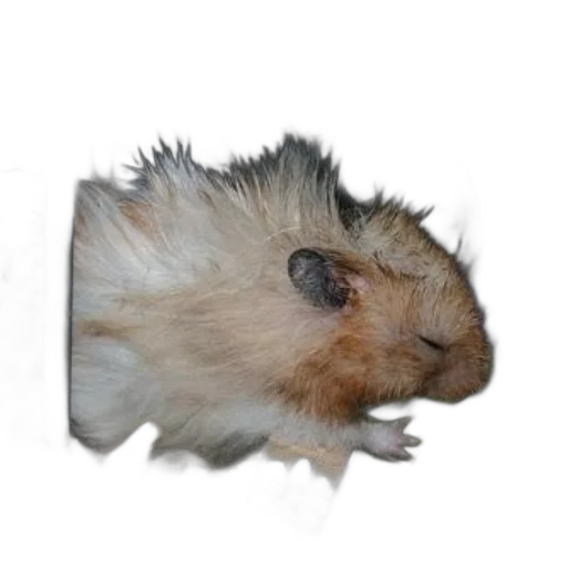 animal, hair, creature, face transparent PNG cut-out