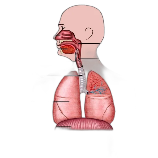jacket, face, jewelry, mask transparent PNG cut-out