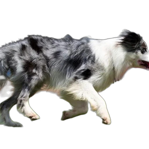 animal, creature, dragon, staff transparent PNG cut-out