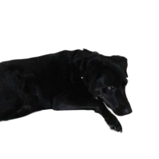animal, staff, creature, jewelry transparent PNG cut-out