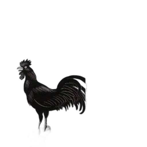 animal, hair, creature, food transparent PNG cut-out