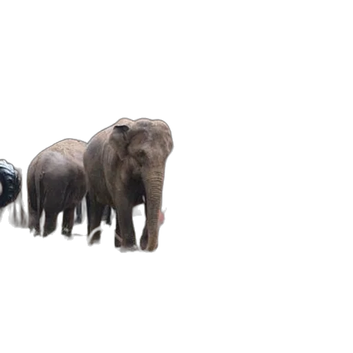 animal, car, creature, weapon transparent PNG cut-out