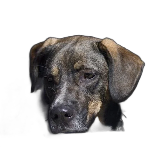 animal, staff, face, creature transparent PNG cut-out