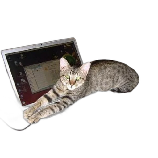 staff, animal, cat, lounges transparent PNG cut-out