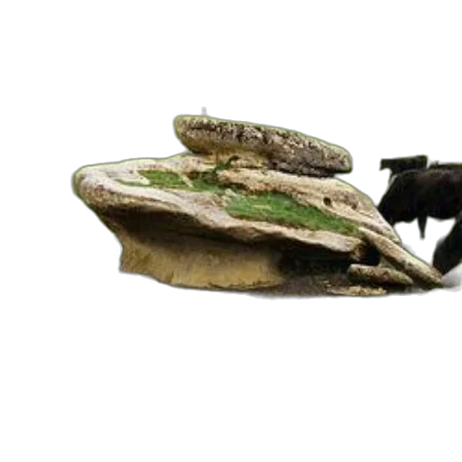 shoes, food, jewelry, animal transparent PNG cut-out