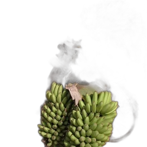 food, animal, crown, creature transparent PNG cut-out