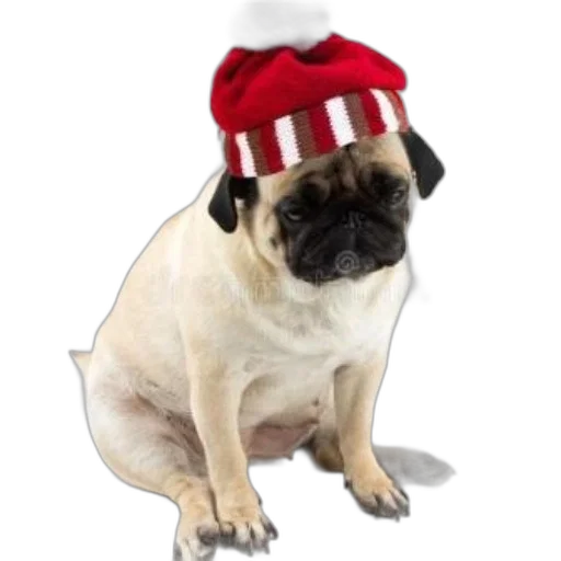 hat, animal, creature, crown transparent PNG cut-out