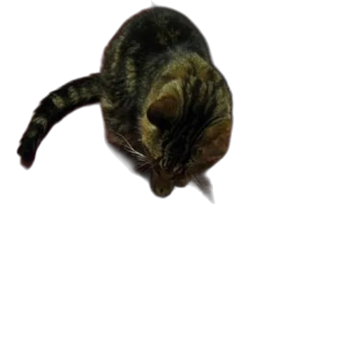creature, animal, staff, hat transparent PNG cut-out