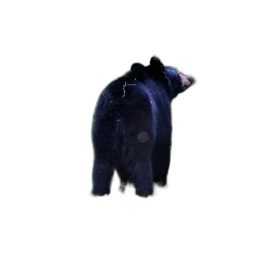jacket, hat, animal, creature transparent PNG cut-out