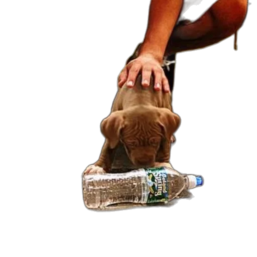 bottle, shoes, animal, weapon transparent PNG cut-out