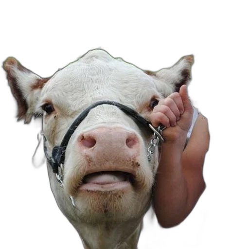 animal, mask, face, creature transparent PNG cut-out