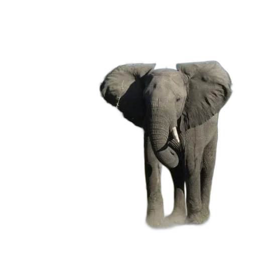 animal, creature, umbrella, furniture transparent PNG cut-out