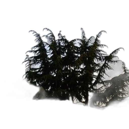 tree, crown, hair, creature transparent PNG cut-out