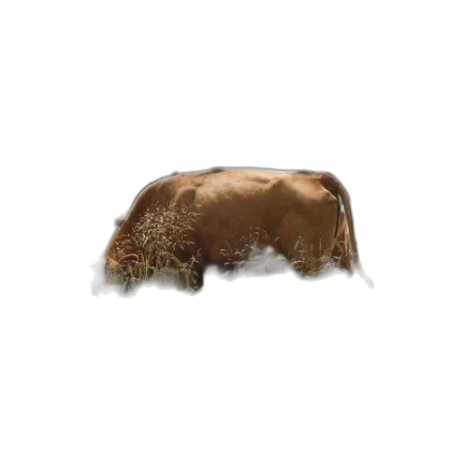 hair, animal, hat, creature transparent PNG cut-out