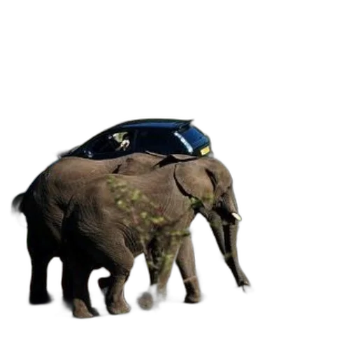 car, animal, creature, hat transparent PNG cut-out