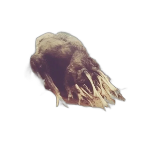 hair, creature, animal, mask transparent PNG cut-out