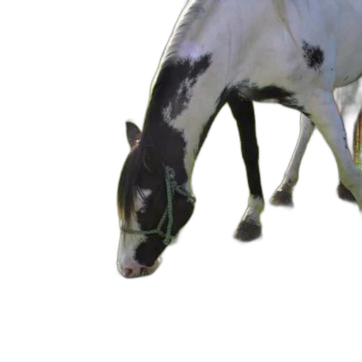 animal, creature, staff, weapon transparent PNG cut-out