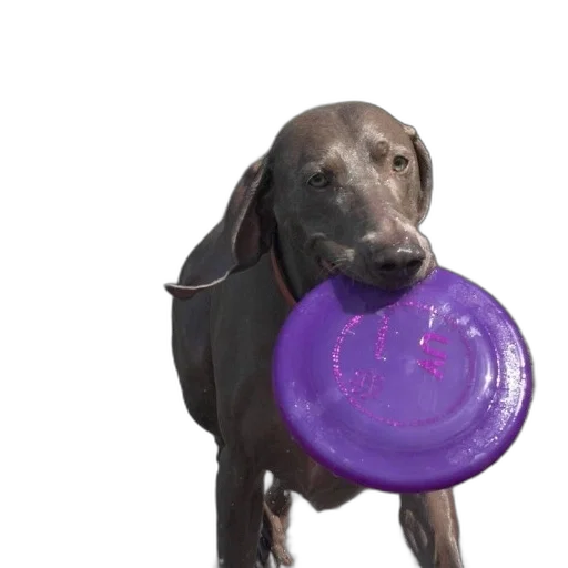 creature, animal, food, weapon transparent PNG cut-out