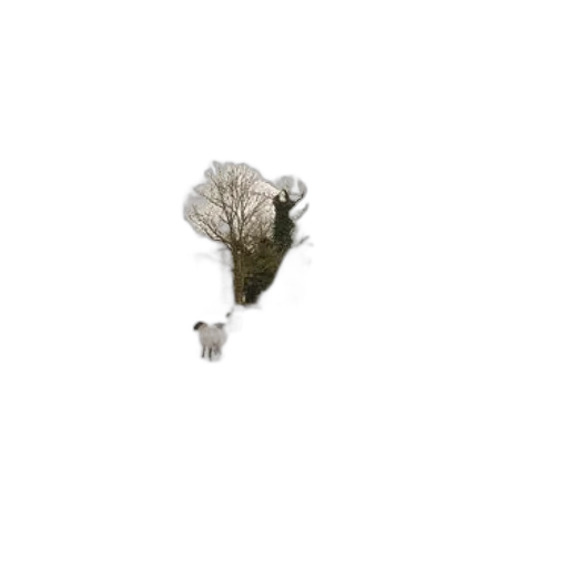 tree, hair, crown, creature transparent PNG cut-out