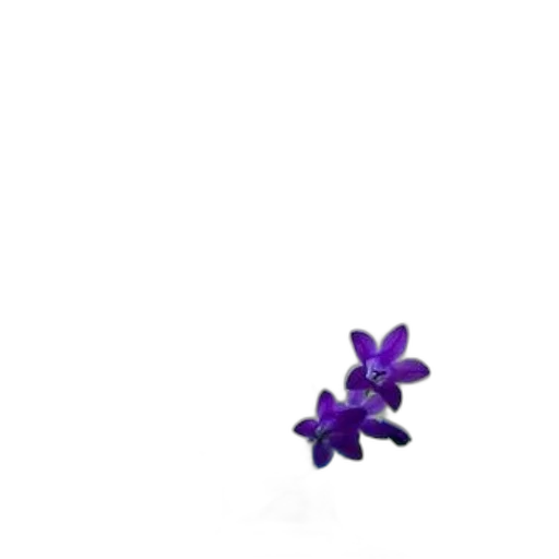 flower, staff, jewelry, umbrella transparent PNG cut-out